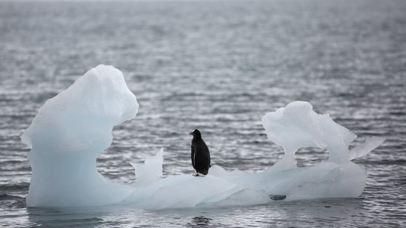 Fotografija: Antarktične vrste imajo zaradi specializacije zelo malo manevrskega prostora za prilagajanje posledicam podnebnih sprememb. FOTO: Alexandre Meneghini/Reuters