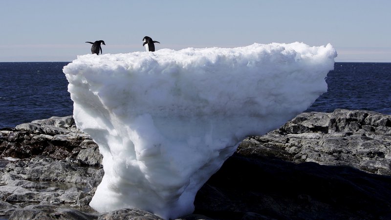 Fotografija: Adelijski pingvini na Antarktiki se zaradi taljenja ledu soočajo s spremenjenimi življenjskimi razmerami. FOTO: Pauline Askin/Reuters