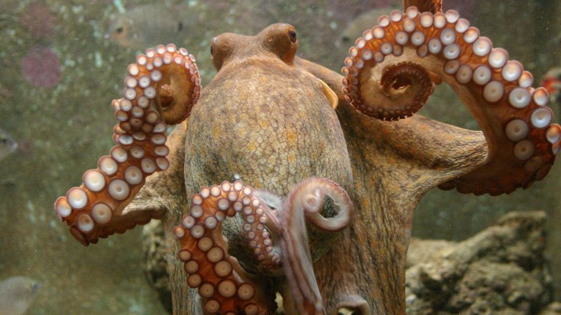 Fotografija: Ena hobotnica ima 240 priseskov. Foto Boris Šuligoj