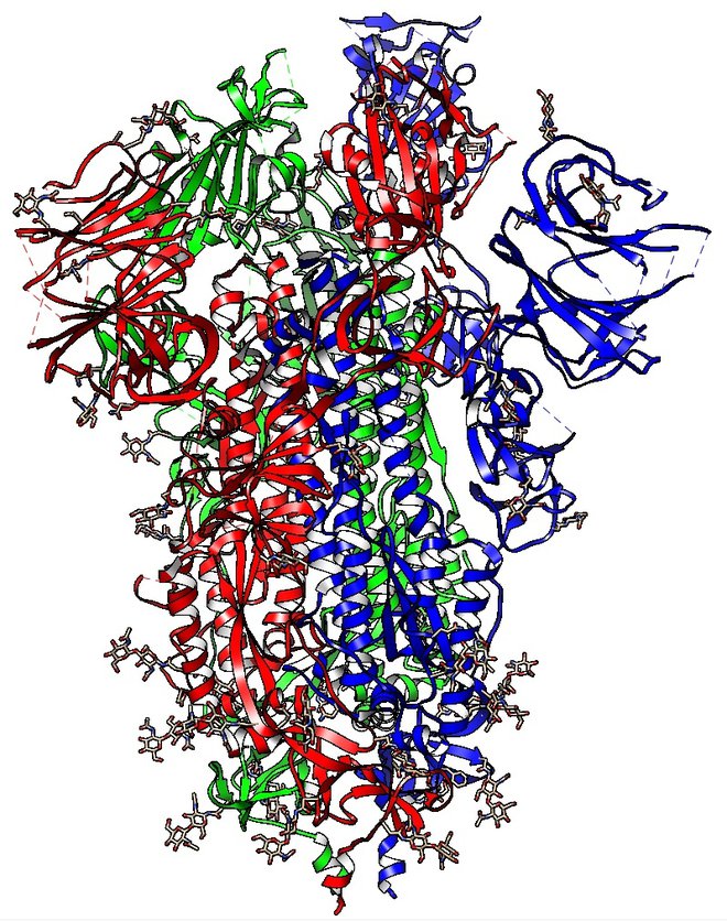Rogelj virusa (spike), ki je trimer, s katerim prepozna receptor ACE2 na površini človeških celic. Vezava povzroči preureditev strukture roglja in zlitje virusne membrane z membrano človeške celice. 