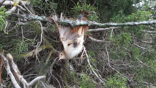 Lov na limanice je še vedno zelo pogosta metoda lovljenja ptic pevk. Takšen način lova je izjemno krut do ptic saj zelo pogosto v mukah umirajo dalj časa. Foto: Cabs