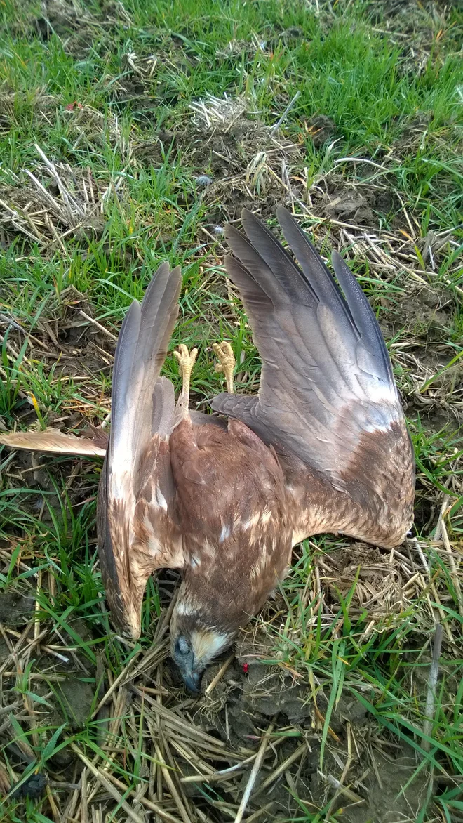 Leta 2015 sta člana DOPPS v bližini zadrževalnika Medvedce našla pet mrtvih rjavih lunjev (Circus aeruginosus), pri katerih je veterinarski pregled pokazal, da so bili zastrupljeni. Foto: Matej Gamser