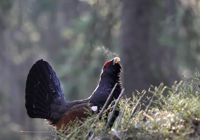 Divji petelin. FOTO: Gaber Mihelič