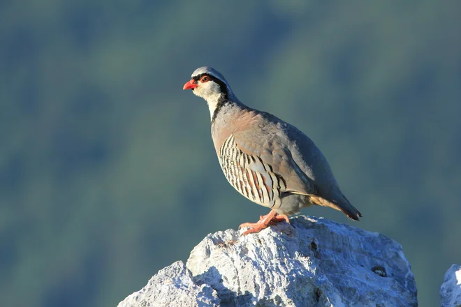 Kotorna. FOTO: Bor Mihelič