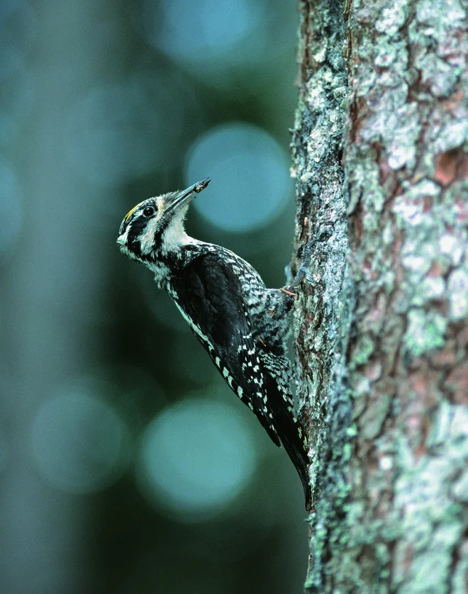 Triprsti detel. FOTO: Tomaž Mihelič