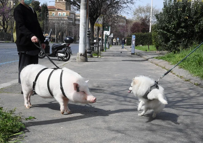 V Rimu ženska sprehaja njenega ljubljenčka, prašiča z imenom Dior. FOTO: Alberto Lingria/Reuters