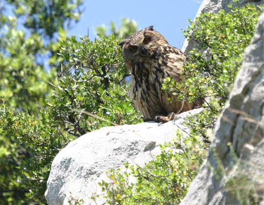 Velika uharica. FOTO: Tomaž Mihelič