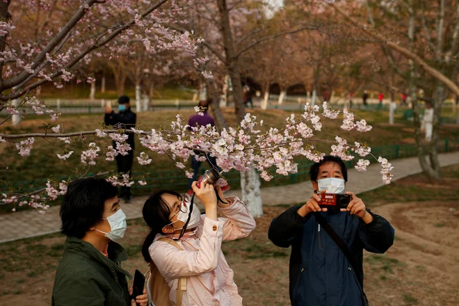 Vsi se bojujejo s koronavirusom. Zato si Japonci še bolj želijo uživati v češnjevem cvetu. FOTO: Reuters