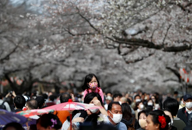 Do zdaj so na Japonsko v času cvetenja češenj na veliko prihajali tujci, zdaj jih seveda ni. FOTO: Reuters