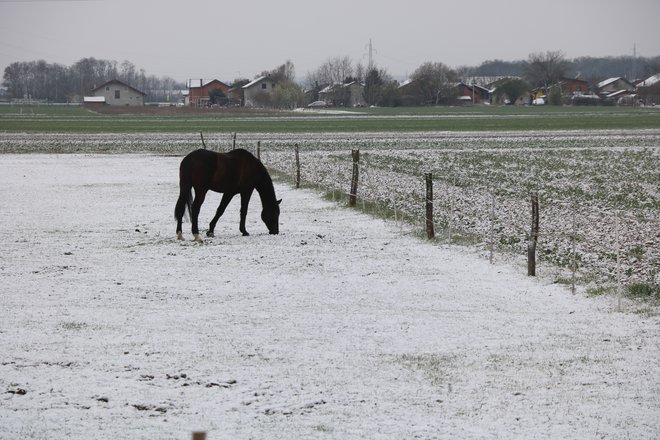 V sredo je nekaj snega zapadlo tudi v Prekmurju, v okolici Murske Sobote, vendar na stanje na cestah ni bistveno vplival. FOTO: Jože Pojbič/Delo