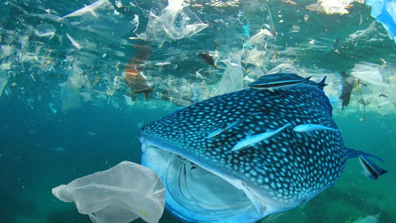 Fotografija: Plastika je poškodovala že na stotine različnih vrst živali. FOTO: Wwf