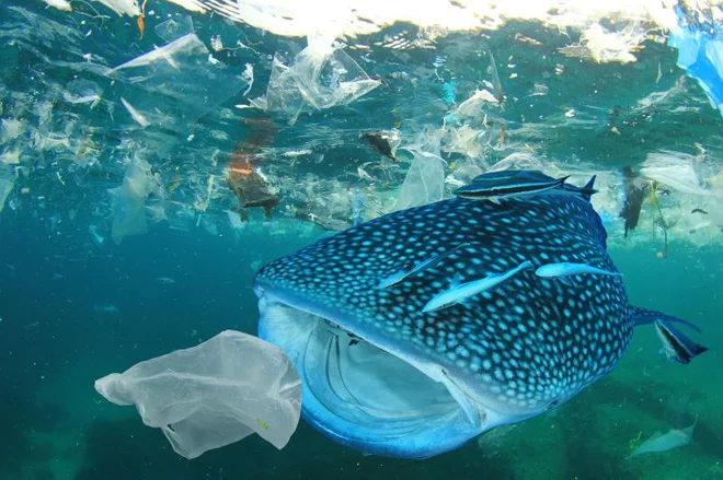 Plastika je poškodovala že na stotine različnih vrst živali. FOTO: Wwf