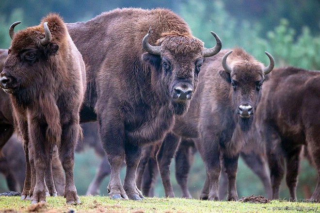 Zubri, po naše bizoni, so še vedno doma blizu državne meje s Poljsko. Foto Twitter
