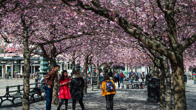 Fotografija: Ta konec tedna se je veliko ljudi sprehajalo po Stockhlomu in obiskalo tudi park Kungstradgarden, kjer ravno cvetijo češnje.  FOTO: Jonathan Nackstrand/AFP