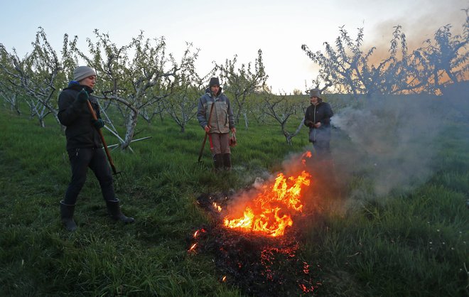 Dimljenje je eden od načinov za zaščito sadnega drevja pred pozebo. FOTO: Tadej Regent/Delo