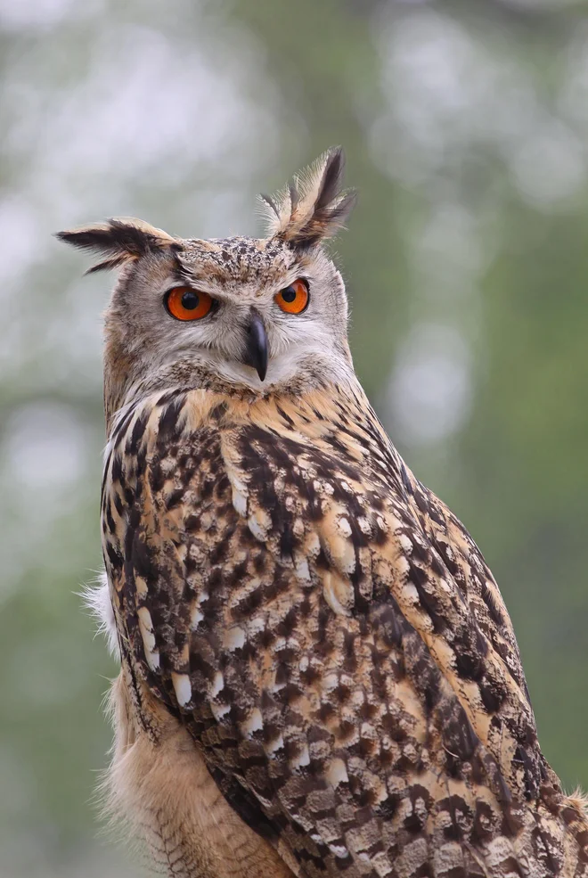 Velika uharica FOTO: Tomaž Mihelič 