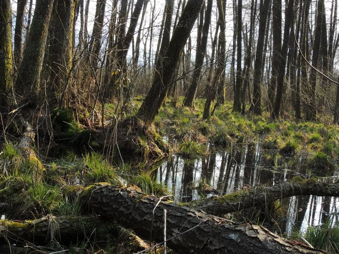 Poplavni gozd, edini raj za plavčke, izginja. Foto Matija Mlakar Medved
