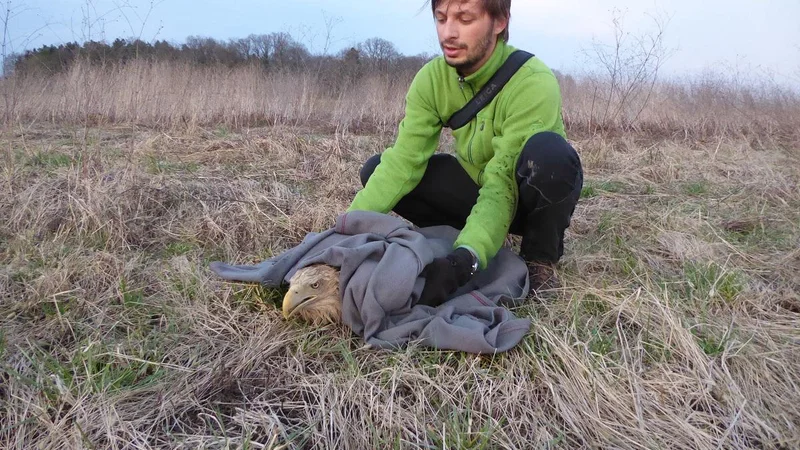 Fotografija: Ornitologi Doppsa so onemogla zastrupljena orla našli v bližini vodnega zadrževalnika Medvedce pri Pragerskem. FOTO: Neža Kocjan/Dopps