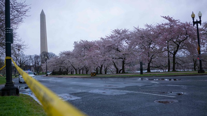 Fotografija: Washingtonsko simfonijo češnjevih cvetov je mogoče virtualno videti v vsem razkošju in krhkosti, kot naša življenja. FOTO: Alex Edelman/AFP