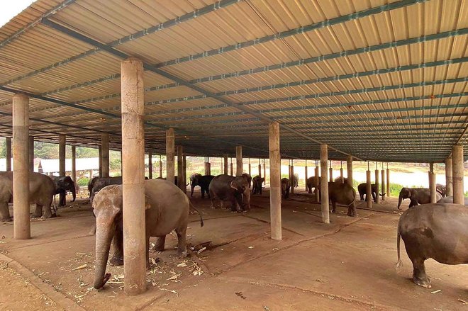 Gre za nov del zgodbe v boju okoljevarstvenikov, da sloni ne bi bili več del turistične ponudbe na Tajskem. FOTO: Elephant Nature Park/AFP