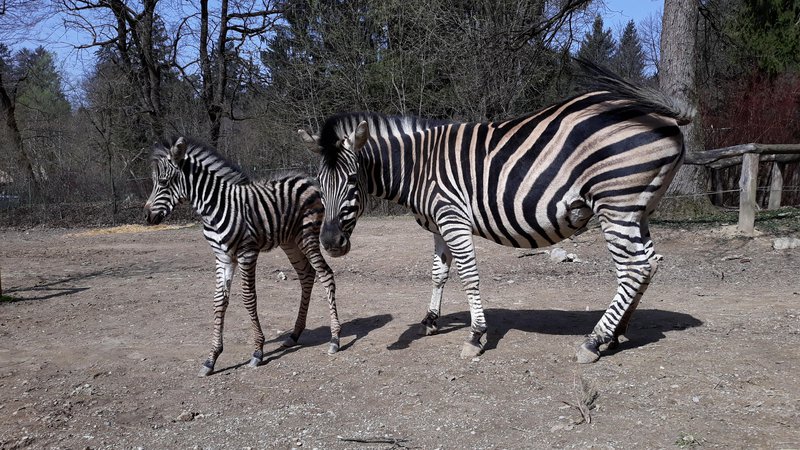 Fotografija: Zebra, ki se je skotila očetu Biliju in mami Srečki, je dobila ime Sanaa, kar v svahiliju pomeni umetnina. FOTO: Robert Prašnikar