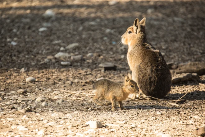 Naraščaja se v ljubljanskem živalskem vrtu veselijo tudi pri marah. FOTO: ZOO Ljubljana