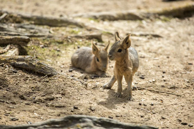 Mare, pri katerih si samec in samica zvestobo obljubita za vse živjenje, živijo ogradi s še drugimi pari, podzemni brlog pa je rezerviran izključno za novorojence. FOTO: ZOO Ljubljana