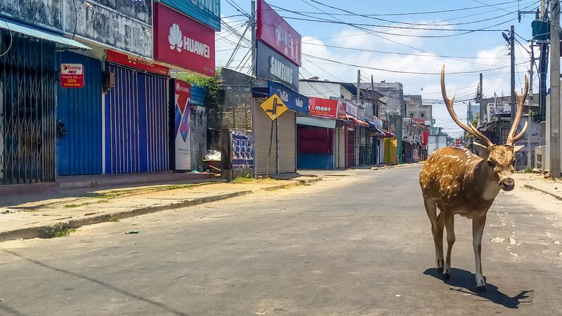 Fotografija: V vseh državah, v katerih so mesta zaradi koronavirusa v karanteni, opažajo, da se po ulicah sprehajajo divje živali. Foto: Afp