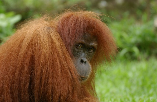 Sumatrski orangutan je med najbolj ogroženimi primeti. FOTO: Shutterstock