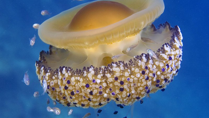 Fotografija: Morska cvetača je prav gotovo ena najslikovitejših meduz v našem morju in prijazna do kopalcev, ker jih kljub vesoljskemu videzu ne ožge. FOTO: Arhiv Dela