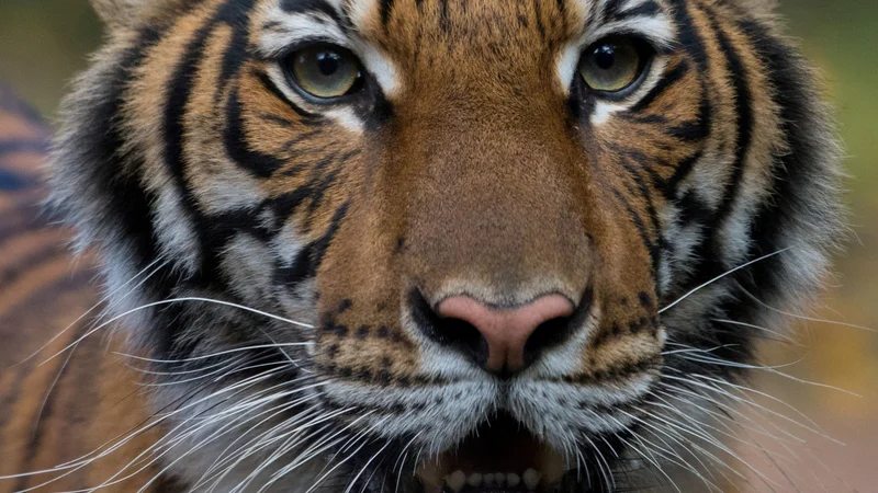Fotografija: Za covidom-19 je obolela štiriletna tigrica z imenom Nadia. Okužbo so v živalskem vrtu potrdili včeraj. FOTO: WCS/Reuters