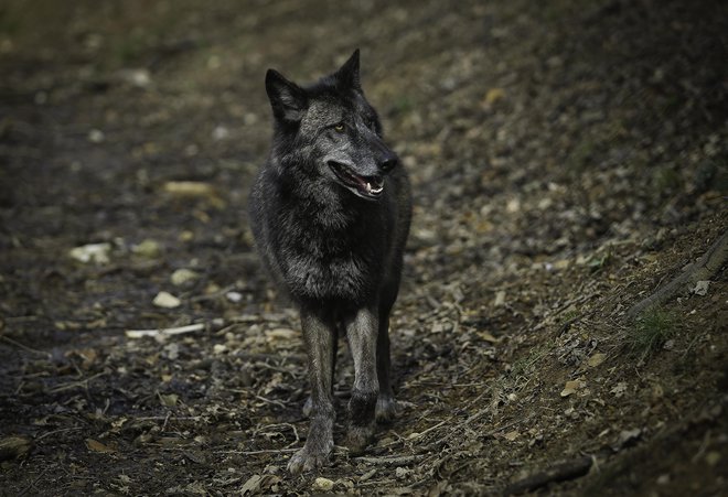Glede volka se delovni skupini v okviru okoljskega ministrstva nagibata k pravilniku o izrednem odvzemu posameznih osebkov, ki povzročajo ponavljajočo se škodo. FOTO: Jože Suhadolnik