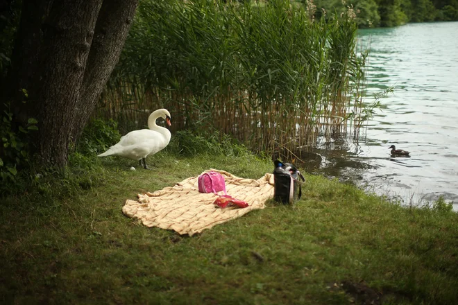 Velika večina najbolj nežnih romanov se dogaja v idiličnem poletju. Foto Jure Eržen