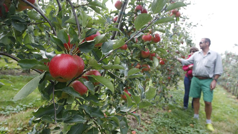 Fotografija: Nasadi jablan so jih še najmanj slabo odnesli. V Posavju ocenjujejo, da je pozeba pri tej vrsti sadja od 50- do 80-odstotna, a da bi bil pridelek po optimističnem scenariju na koncu še vedno lahko soliden. FOTO: Leon Vidic/Delo