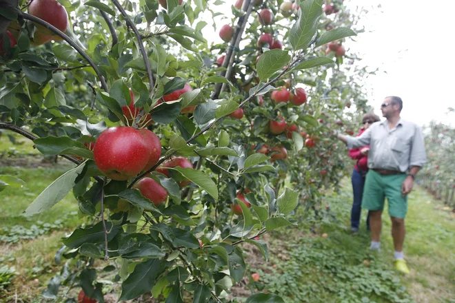 Nasadi jablan so jih še najmanj slabo odnesli. V Posavju ocenjujejo, da je pozeba pri tej vrsti sadja od 50- do 80-odstotna, a da bi bil pridelek po optimističnem scenariju na koncu še vedno lahko soliden. FOTO: Leon Vidic/Delo