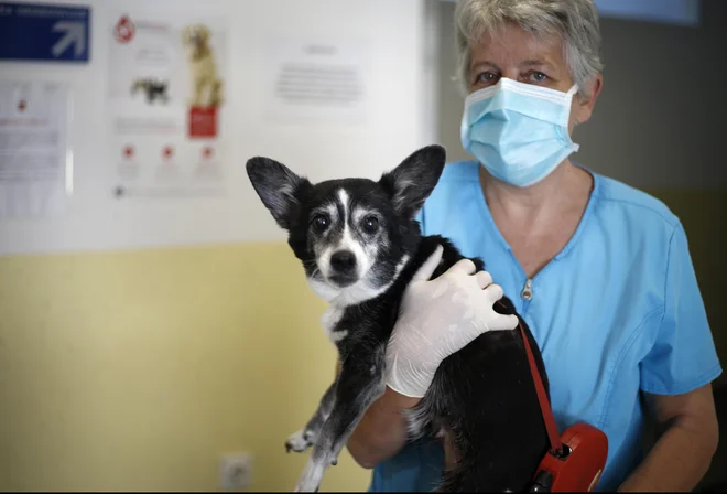 Delo na Kliniki za male živali v času koronavirusa. FOTO: Matej Družnik/Delo