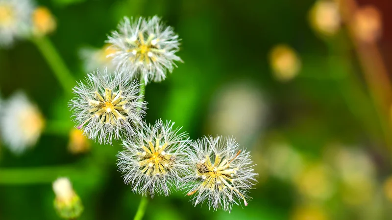 Fotografija: Pomlad je za alergike naporen letni čas. FOTO: Shutterstock