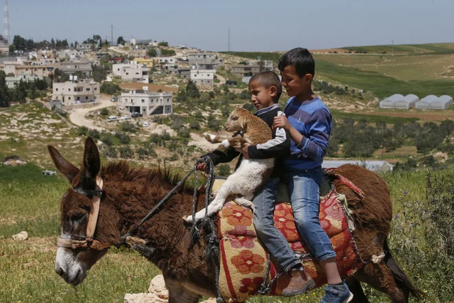 V palestinski vasi Al-Ramadin jugozahodno od Hebrona dečka jezdita osla, mlajši pa v rokah drži jagnje. PHOTO: Hazem Bader/AFP<br />
&nbsp;