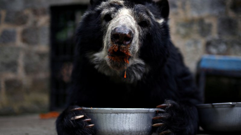 Fotografija: Živali v živalskih vrtovih so zaradi koronakrize vedno bolj lačne. Na sliki medved očalar v živalskem vrtu v Santa Cruzu 8. aprila letos.  FOTO: Luisa Gonzalez/Reuters