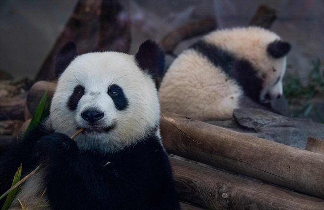 V berlinskem živalskem vrtu bi se zdaj trlo obiskovalcev, ki bi hoteli videti dvojčka mladička orjaške pande. Zaradi zaprtja ju lahko vidijo le po spletu, živalski vrt pa ima velik izpad dohodka.  FOTO: John MacDougall/AFP