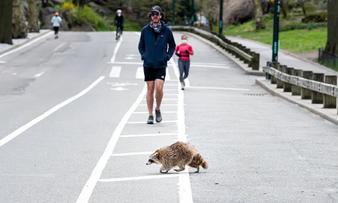 V velemesto se vrača narava. Foto AFP