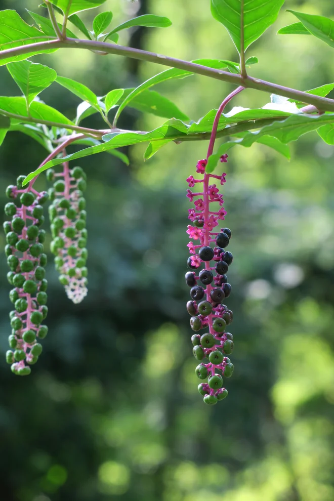 Navadna barvilnica je strupena za ljudi in živali. FOTO: Arhiv Zavoda Symbiosis