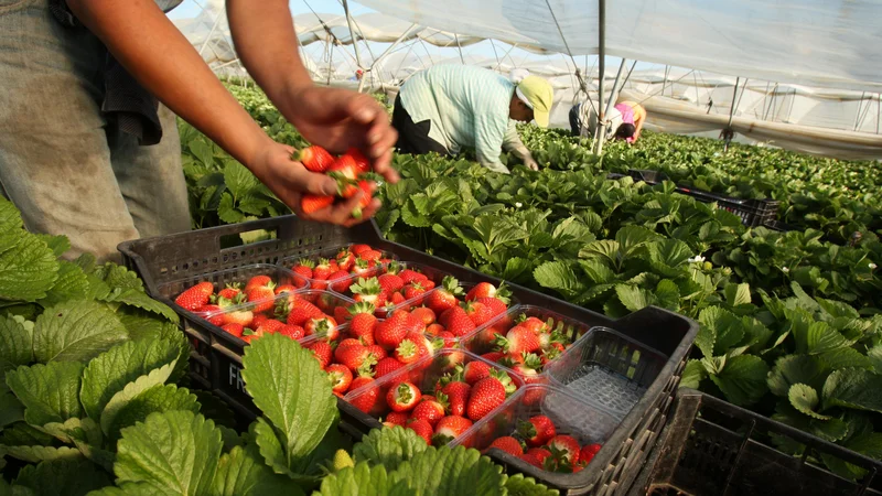 Fotografija: V španski Huelvi so pričakovali 16.000 sezonskih delavcev iz Maroka za obiranje jagod, pred zaprtjem mej je uspelo priti manj kot polovici. FOTO: Jure Eržen