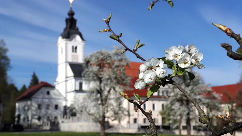 Fotografija: Cerkev sv. Petra v sedanji baročni obliki so začeli graditi leta 1726 na mestu prejšnjih dveh cerkva pod pokroviteljstvom barona Petra Testaferrate; zidal je Gregor Maček mlajši. Fotoo Dejan Javornik