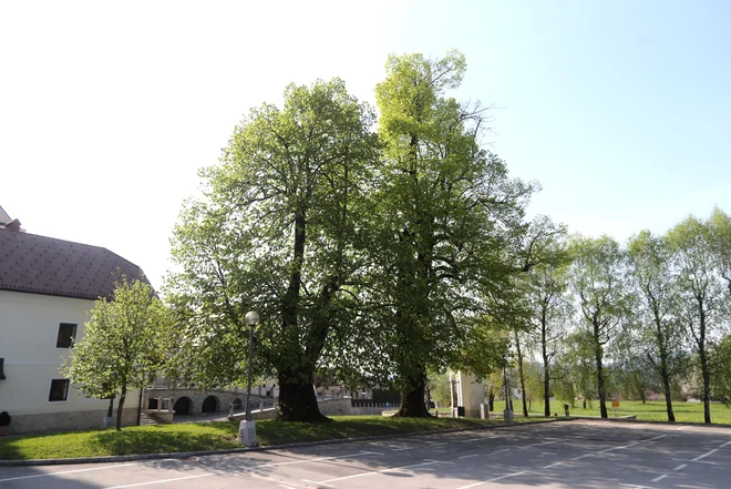 V sredini turška lipa, na desni Glavarjeva, na levi osamosvojitvena lipa. Foto: Dejan Javornik