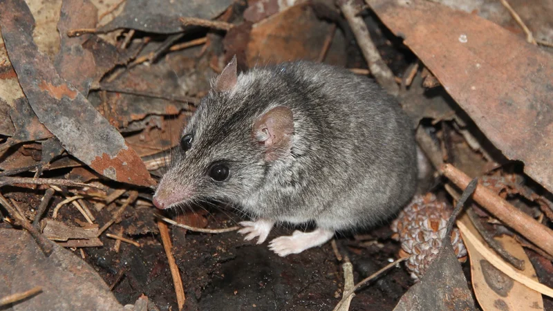 Miši podoben zverski vrečar <em>Sminthopsis aitkeni</em> živi samo na Kengurujskem otoku v Avstraliji in je zaradi gozdnih požarov skoraj izumrl. FOTO: Peter Hammond/Kangaroo Island Land for Wildlife