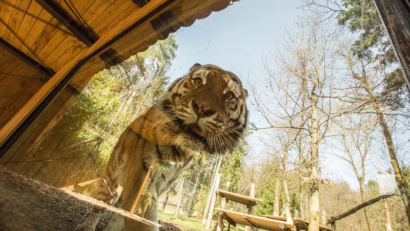 Fotografija: Veliko pozornosti je požel posnetek sibirskega tigra Vita, ki je za kos mesa splezal osem metrov visoko. FOTO: Živalski vrt Ljubljana