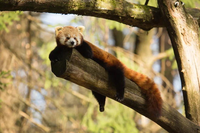 Mačji panda v svojem značilnem razpoloženju. FOTO: Živalski vrt Ljubljana