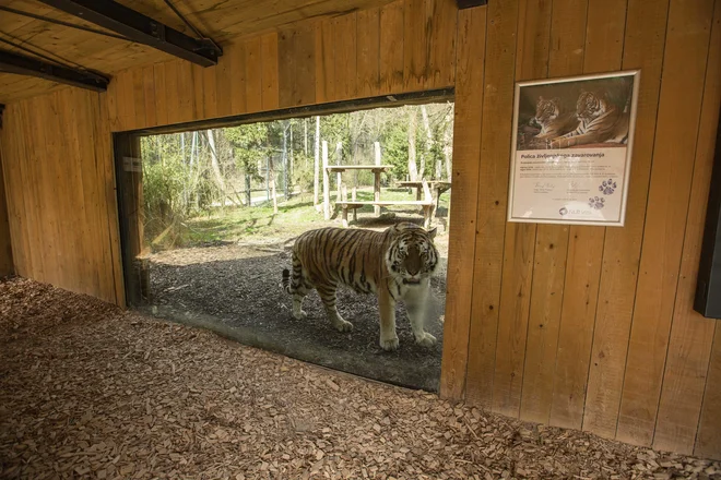 Sibirski tiger ni navajen, da na drugi strani stekla ne bi bilo nikogar. FOTO: Živalski vrt Ljubljana