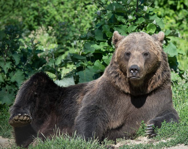 Za rjavega medveda na Arsu že teče postopek za selektiven in omejen odvzem iz narave v skladu z uredbo o zavarovanih prosto živečih živalskih vrstah. FOTO: Daniel Mihailescu/Afp
